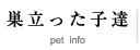 小犬情報pet info